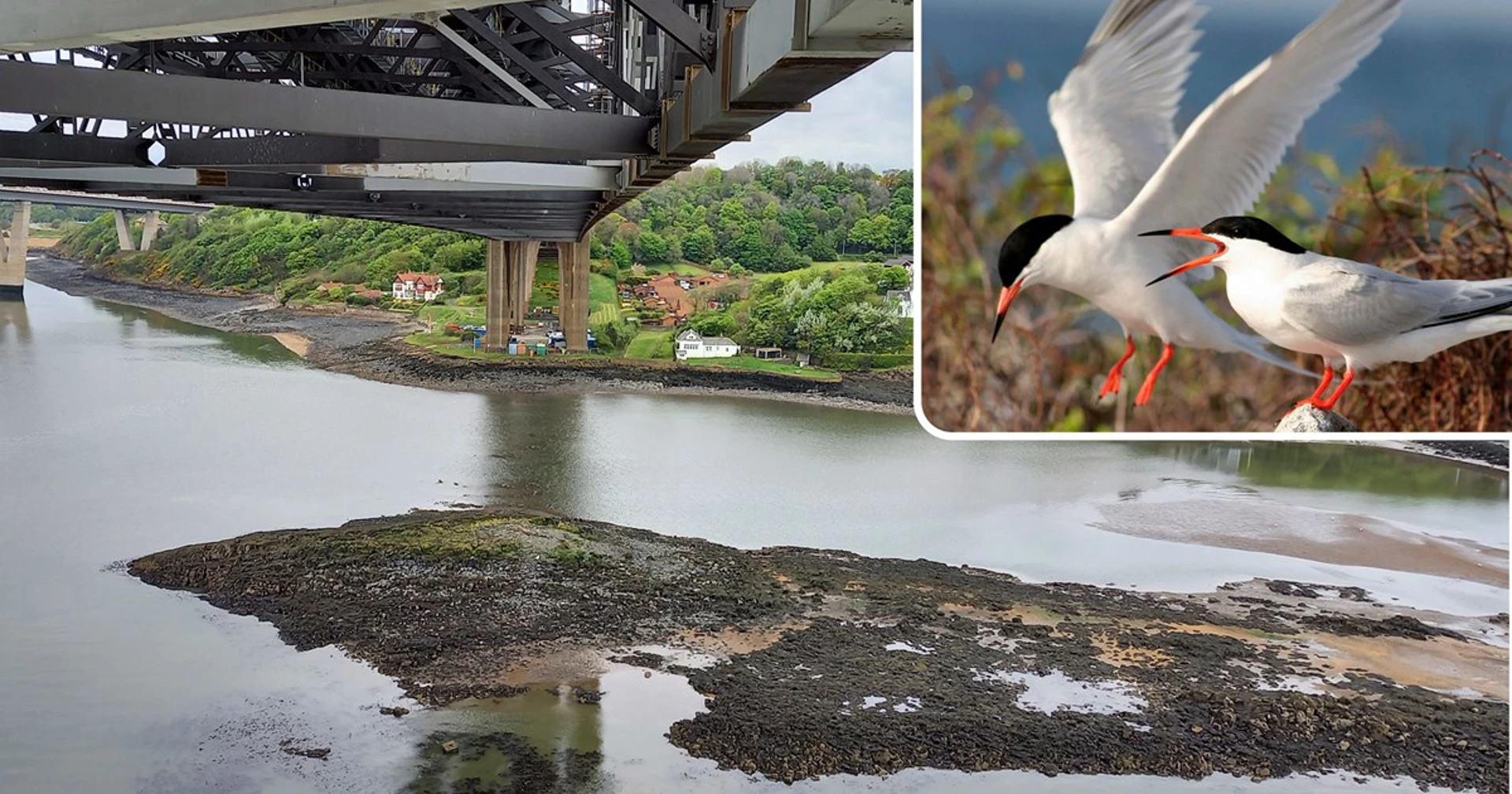 Background image - Frb Terns