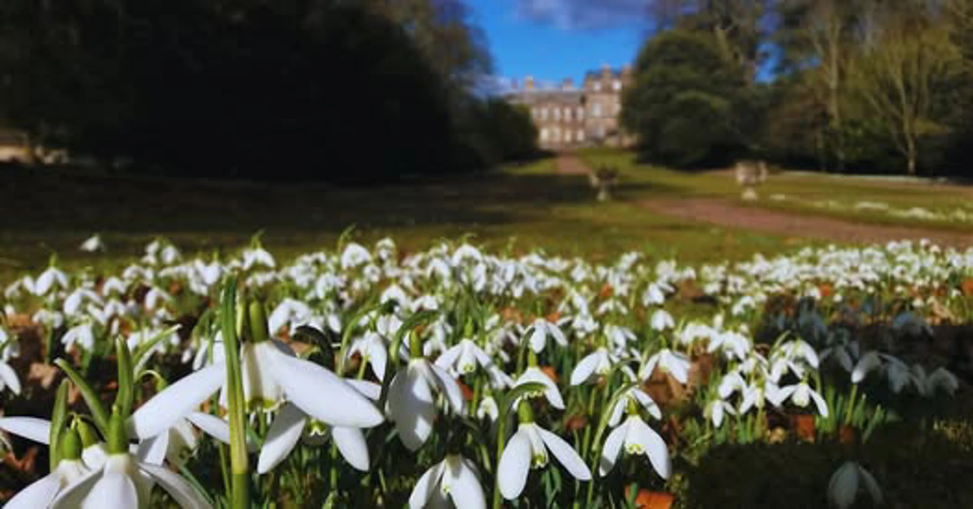 Background image - Hopetoun Snowdrops