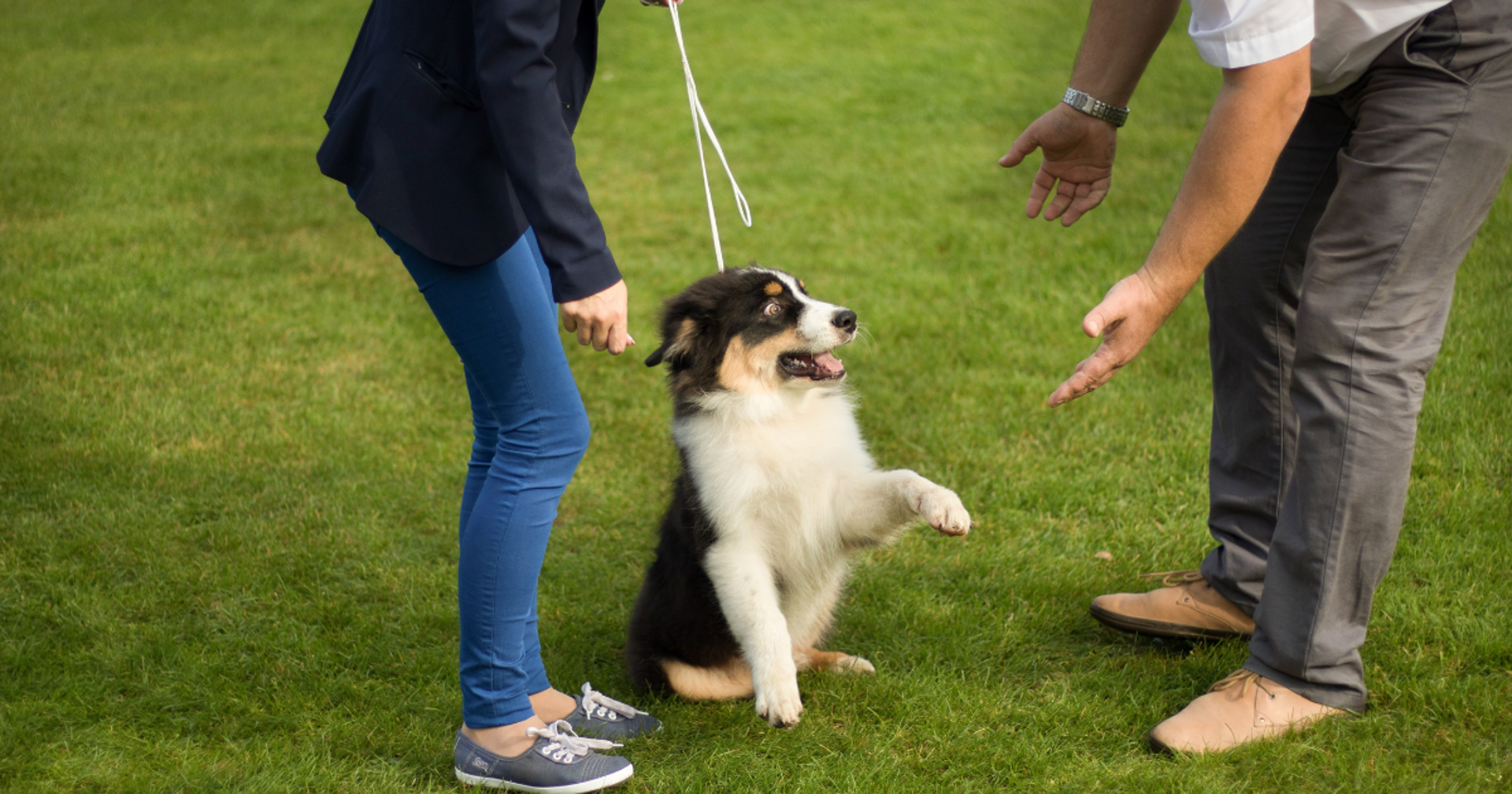 Background image - Dog Show | Canva