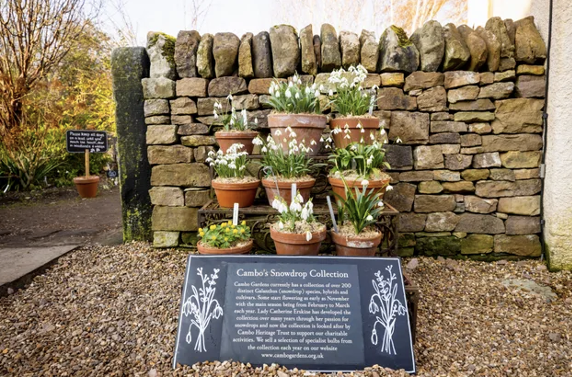 Background image - Snowdrop Festival | VisitScotland