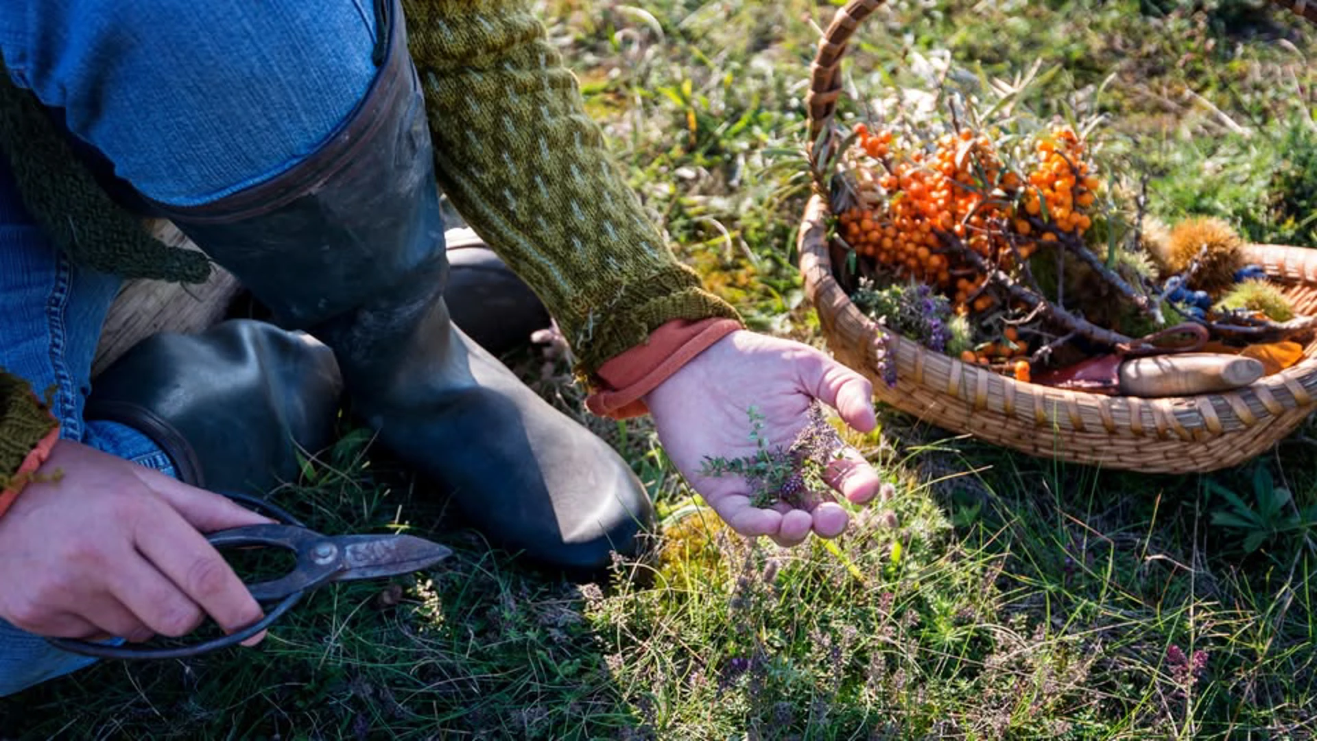 Background image - Hopetoun Foraging Walk
